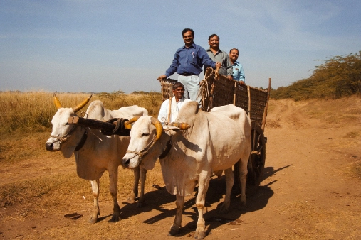 Bullock Cart Tours and Rustic Experiences